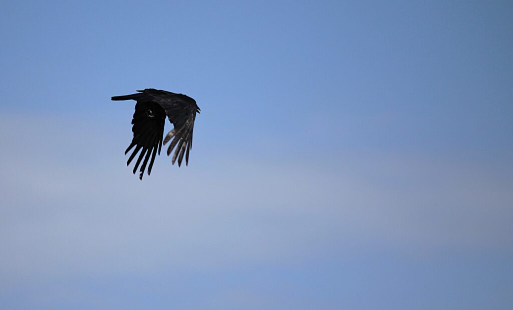 Ein Rabe im Flug