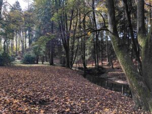 Herbstlicher Wald, der Boden laubbedeckt