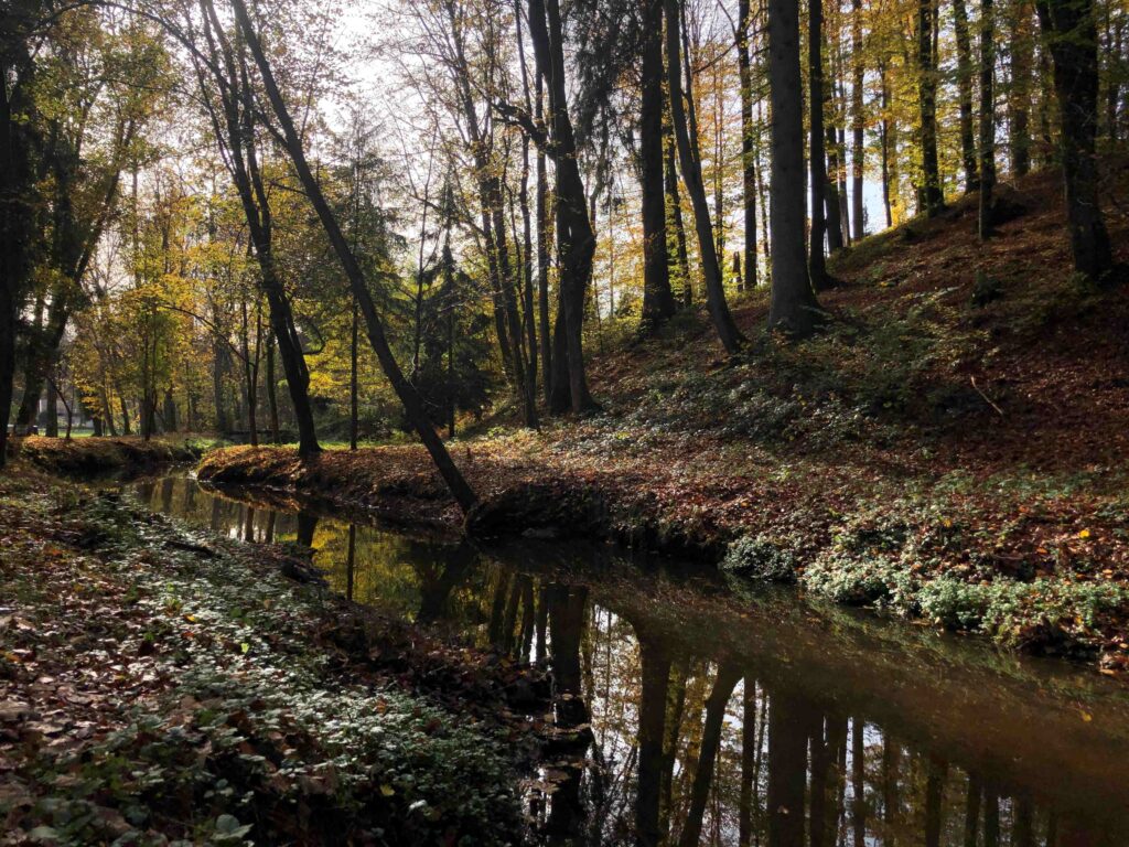 Herbstlicher Wald mit laubbedecktem Boden, ein Bächlein schlängelt sich hindurch