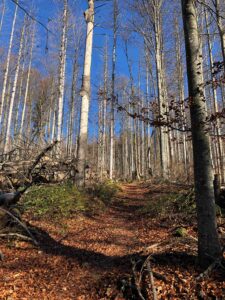 Landschaftsbild Bayerischer Wald, Wanderweg