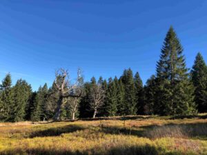 Landschaftsbild Bayerischer Wald Heidelandschaft, Tannenwald