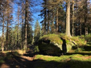 Landschaftsbild Bayerischer Wald, moosbewachsener Felsen