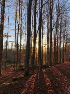 Landschaftsbild Bayerischer Wald, Abendsonne und Baumstämme, die lange Schatten werfen